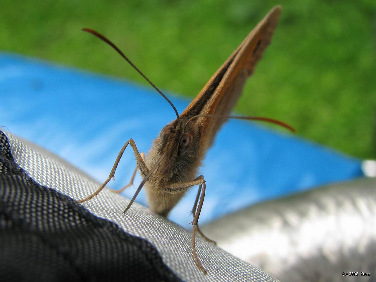 Po kliknut� sa zobraz� v plnej ve�kosti