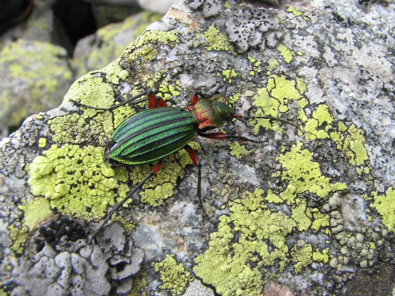 Po kliknut� sa zobraz� v plnej ve�kosti